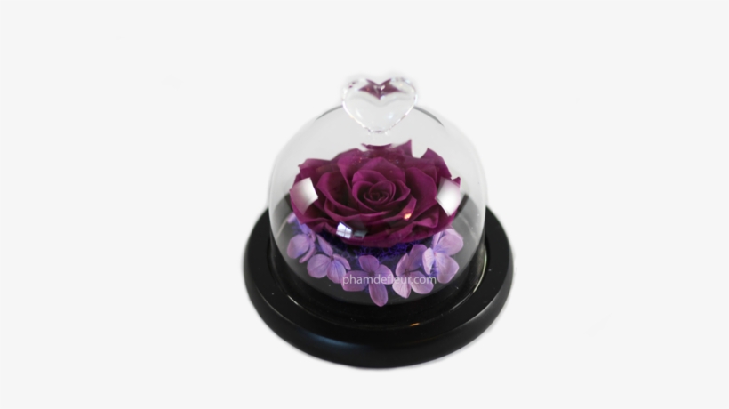 Bebe Glass Dome - Royal Pham, transparent png download