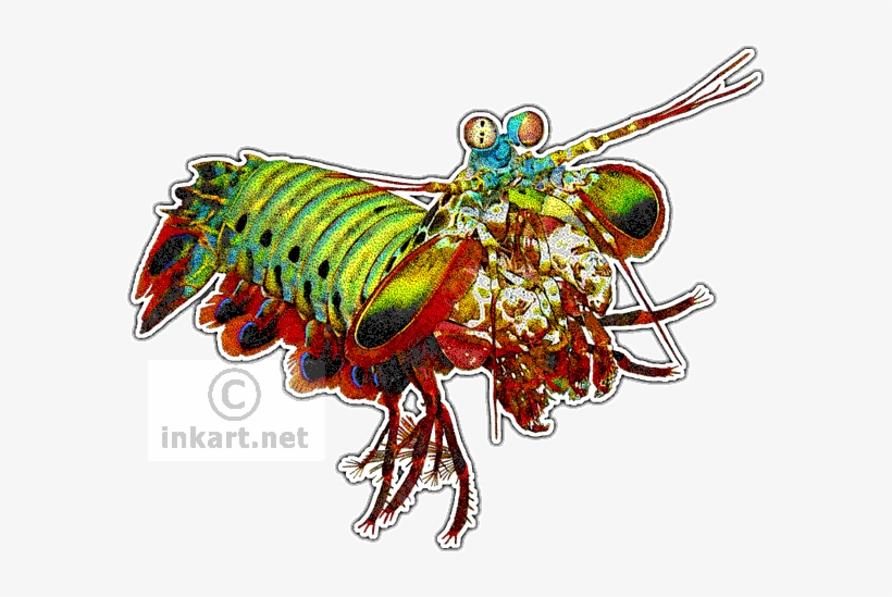 Wildlife Art - Mantis Shrimp Art, transparent png download