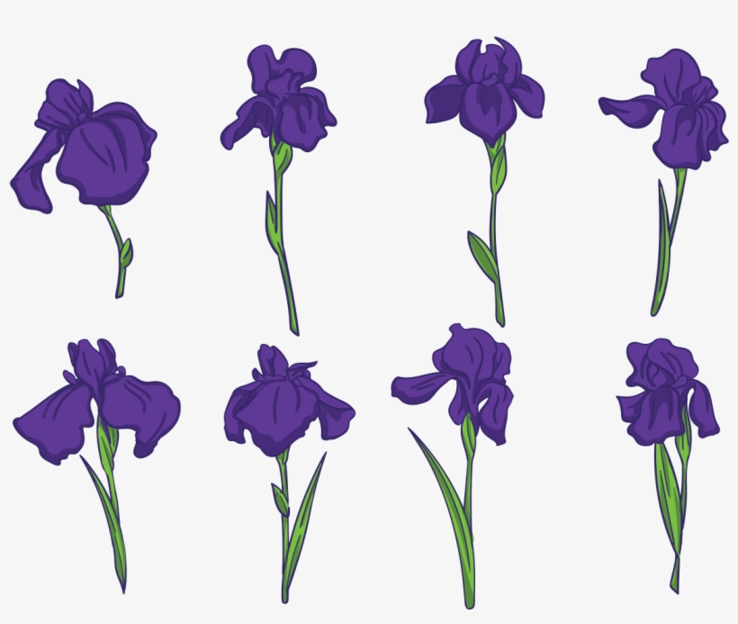 Iris Flower Vectors - Iris Flower Vector Png, transparent png download