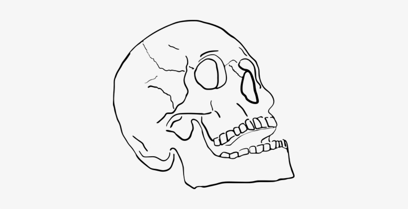 Man Human Skull Bone Teeth Death Dead Vect - Skull, transparent png download