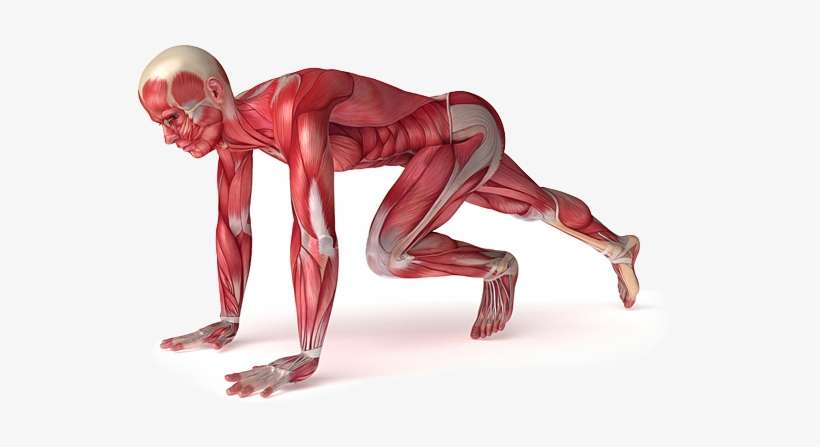 Athletic Therapy, transparent png download