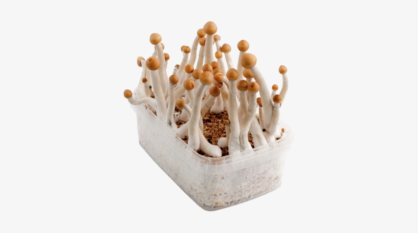 Mexican Kit De Cultivo-183 - Mushroom, transparent png download