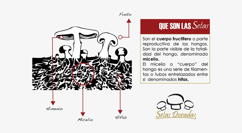 Funcion De Las Setas - Función De Las Setas, transparent png download