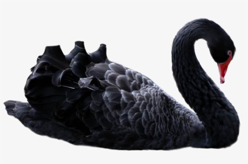 A Lot Of Our Readers Are Really Sophisticated, So I - Black Swan Png, transparent png download