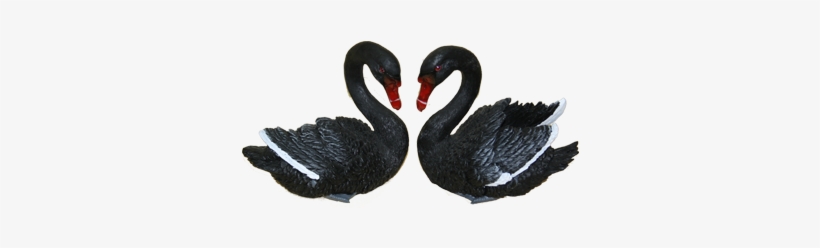 Black Swans Png, transparent png download