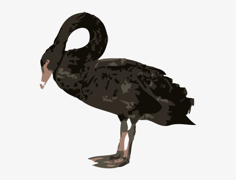 Black Swan - Black Swans Png, transparent png download