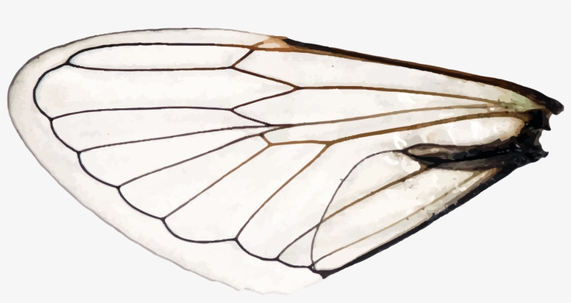 Dragonfly, transparent png download