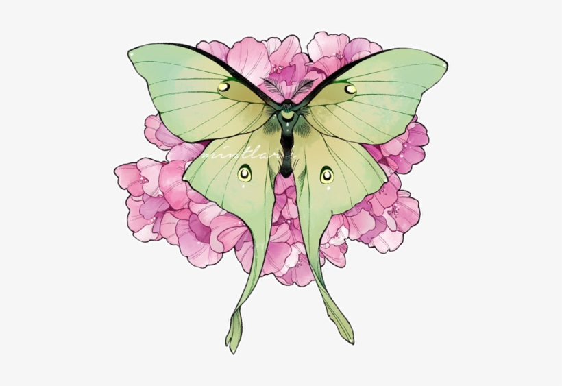 Instagram, transparent png download