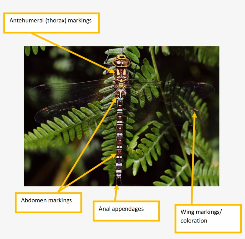 Submit An Id Enquiry - Dragonflies And Damseflies, transparent png download