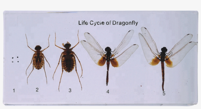 Dragonfly Of Life Cycle Model For Teaching - Membrane-winged Insect, transparent png download