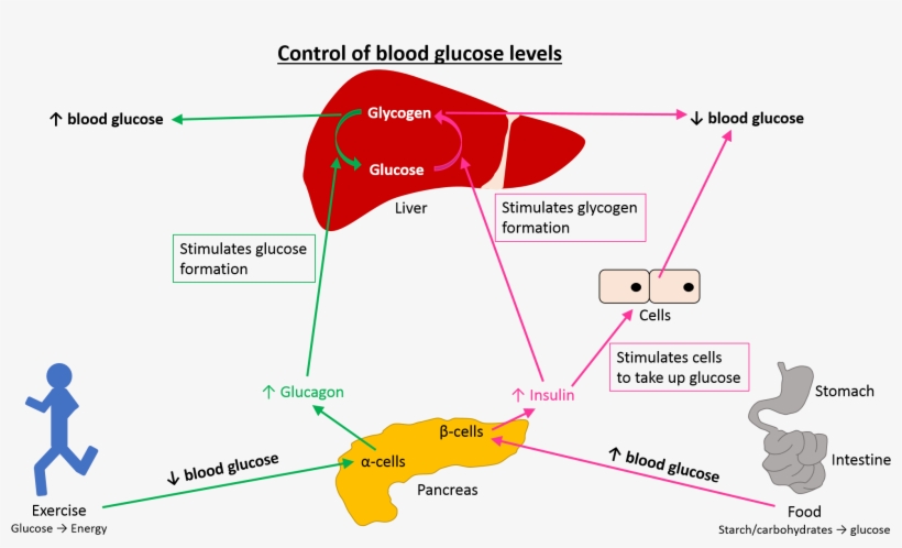 Insulin Is Important To Prevent Hyperglycaemia, A Condition - Linkedin Pulse, transparent png download
