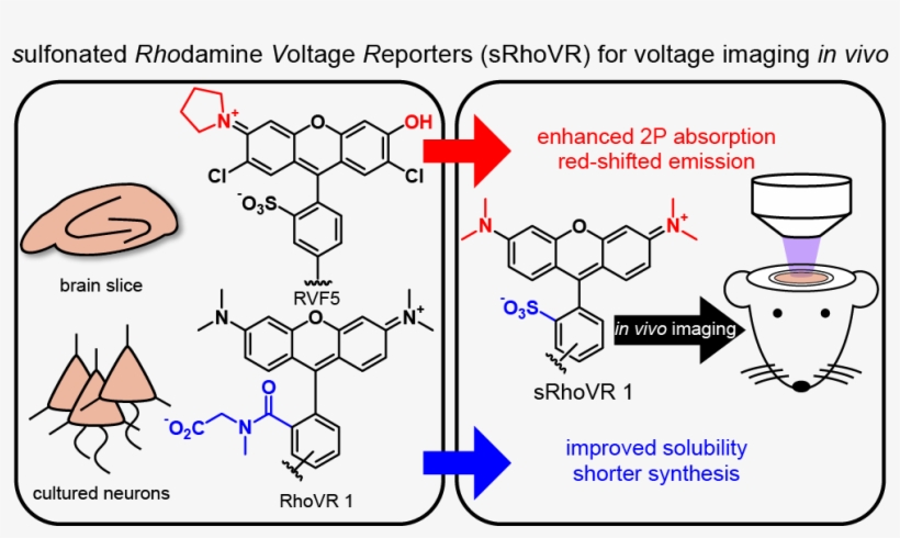 Srhovr Toc Graphic Toc 2 - Dye, transparent png download
