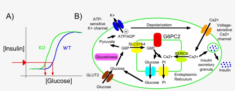 Glucose Blog Image - Blog, transparent png download
