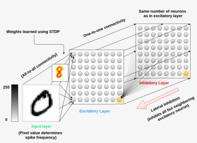 Spiking Neural Network Architecture - Spiking Neural Network Poisson, transparent png download