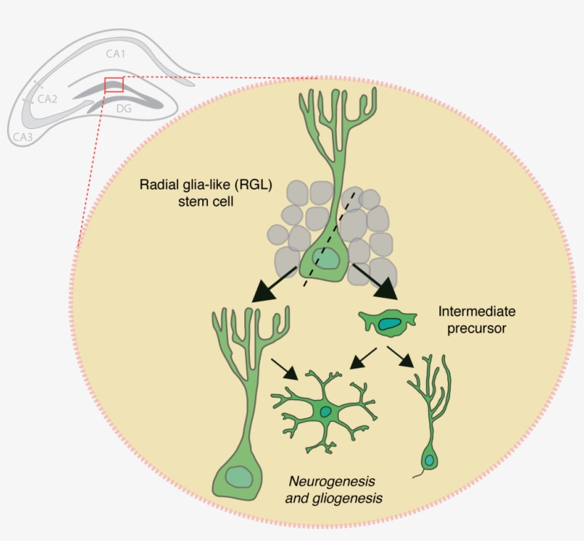 Cell Division New Neurons - Neuron, transparent png download