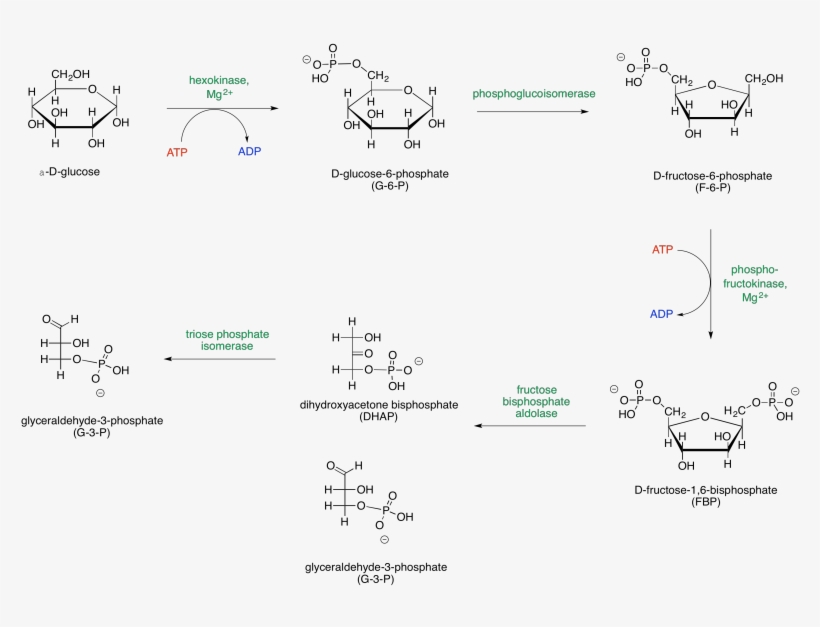 Glycolysis Is Sometimes Presented In Two Parts, So - Glycolysis, transparent png download