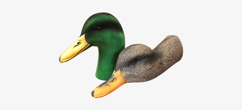 Heads Mallard2 Crc=4073172103 - Mallard Duck Decoy Head, transparent png download