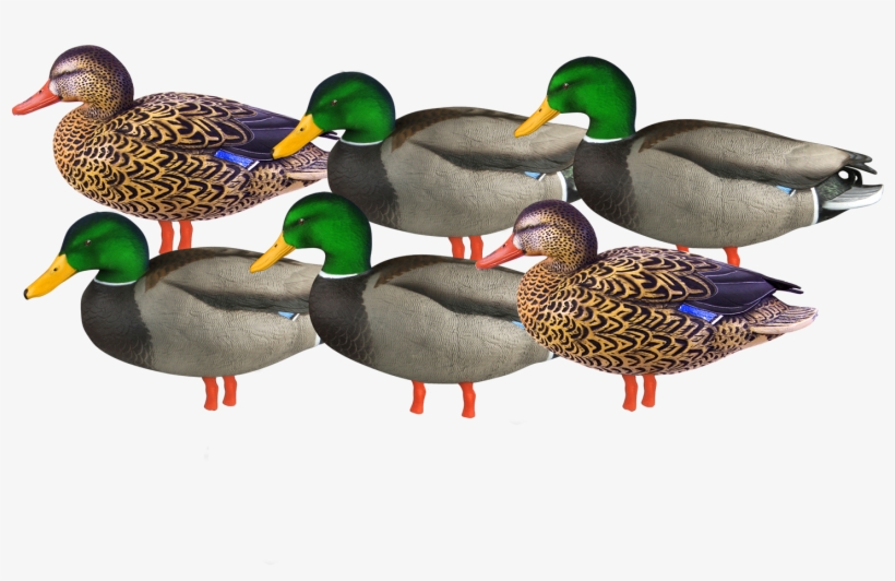 Avery Pro-grade Full Body Mallard Active Flocked Head - Kit Stampi Germani Ghg Pro Grade Da Campo Con Testa, transparent png download