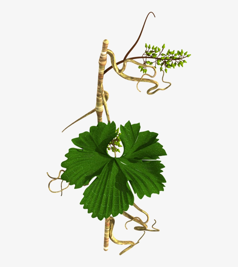 Grape Vine In Horizontal Alignment - Floral Design, transparent png download