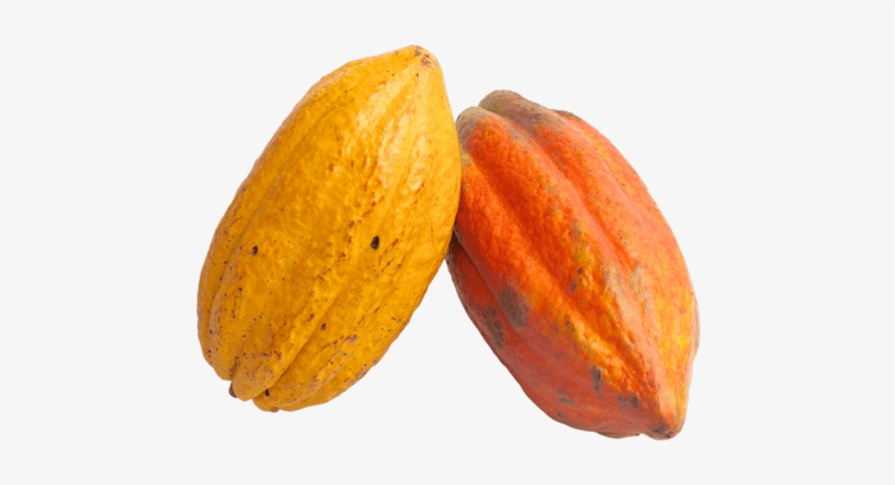 Free Png Cacao Png Images Transparent - Cacao Png, transparent png download