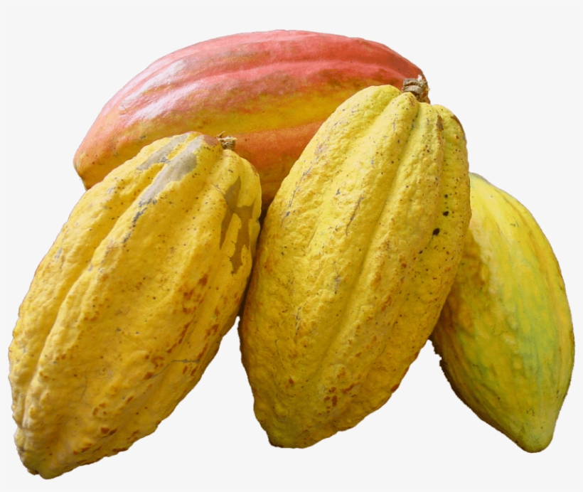 Free Png Cacao Png Images Transparent - Transparent Background Cacao Png, transparent png download
