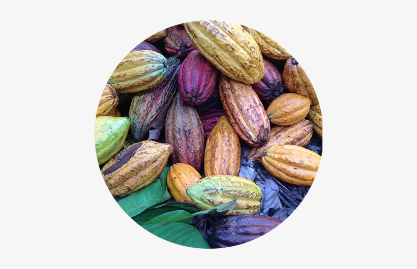 The Cocoa We Use For Nutella® Originates Mainly From - The Selection, transparent png download