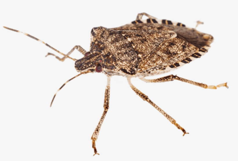 Stink Bug Transparent Image - Worst Bugs In Michigan, transparent png download