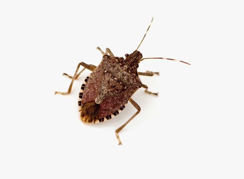 Stink Bug Png Image - Stink Bug Life Span, transparent png download