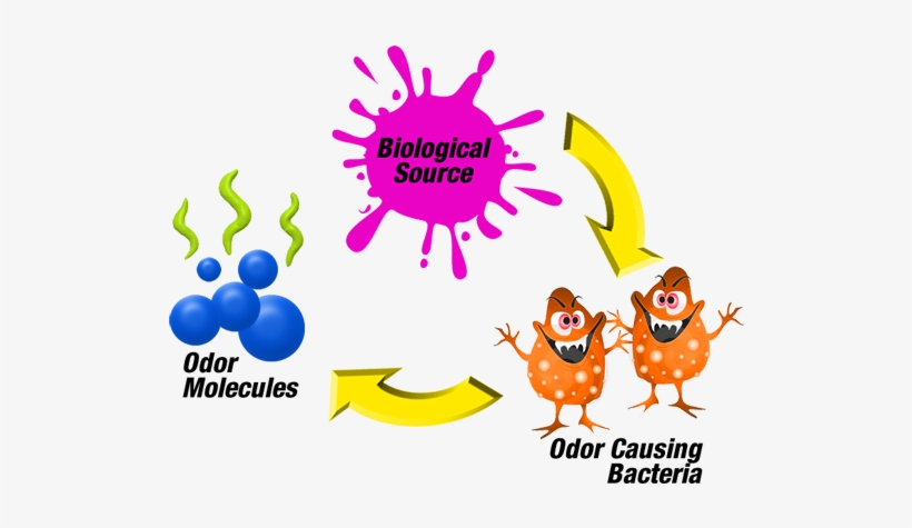 Shoe Deodorizer - Body Odor Bacteria, transparent png download