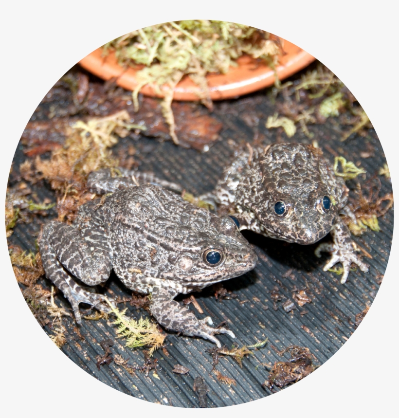 Gopher Frog - Type Of Animals Live In Mississippi, transparent png download