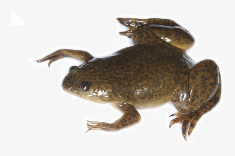 African Clawed Frog Png Image Transparent Png Free Download On Seekpng