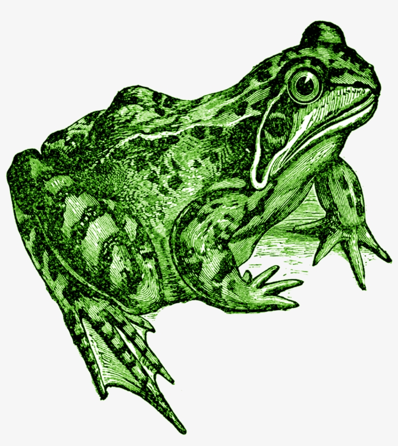 A Transparent Background Transparent Background Frog - Frog Prince Rubber Stamp P35, transparent png download