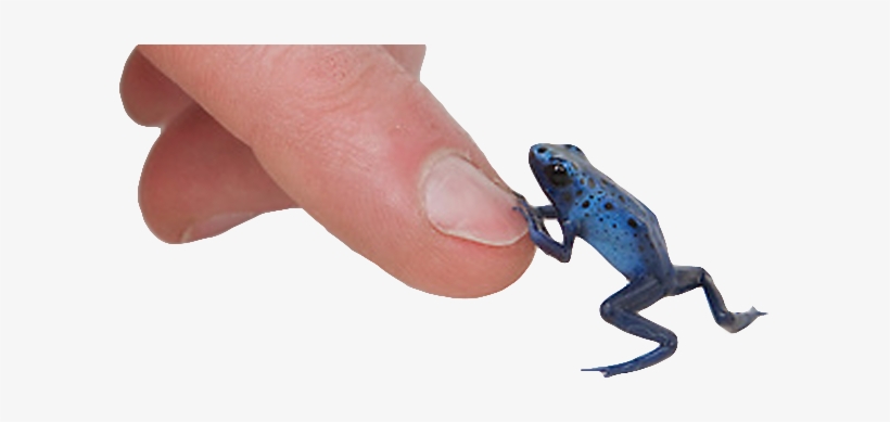 Dart Frog Ownership Is Legal Again In Alberta - True Frog, transparent png download