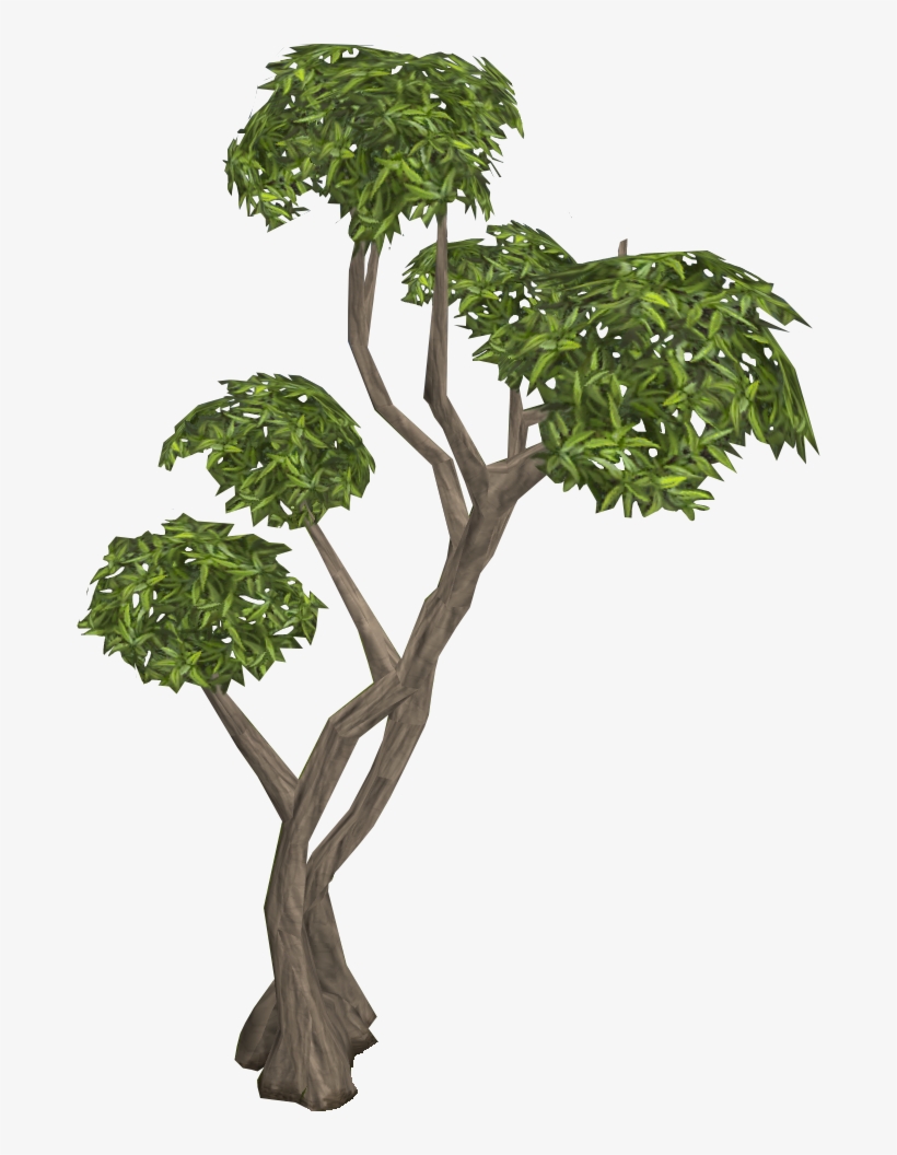 *have Two Thumbs On Their Paws To Help Them Climb - Eucalyptus Tree, transparent png download