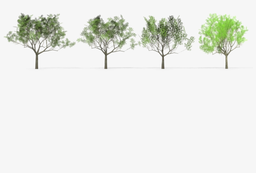 4 Eucalyptus Crebra Tree Royalty-free 3d Model - Eucalyptus Crebra, transparent png download