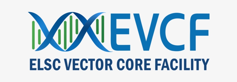 Lentiviruses Are Additional Versatile Neuroscience - Graphic Design, transparent png download