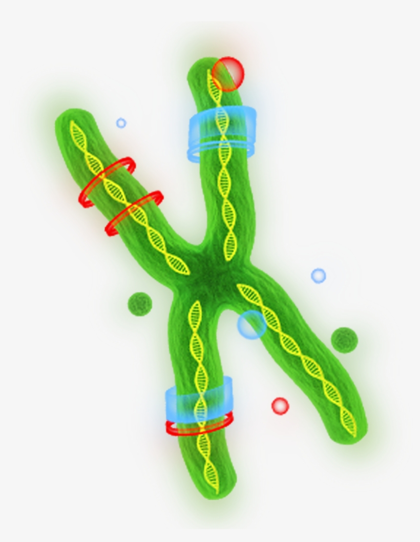 Gene Strand, transparent png download