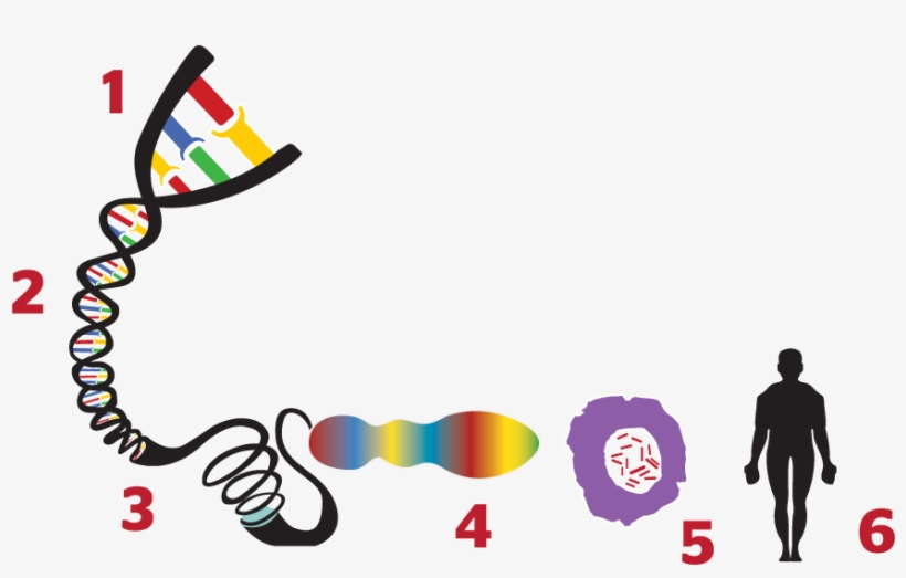 1 - - Genome, transparent png download