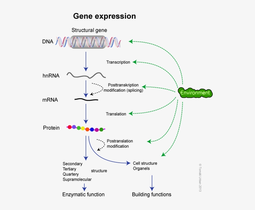 Download Dogma Molecular Biology - Gene Expression Process ...
