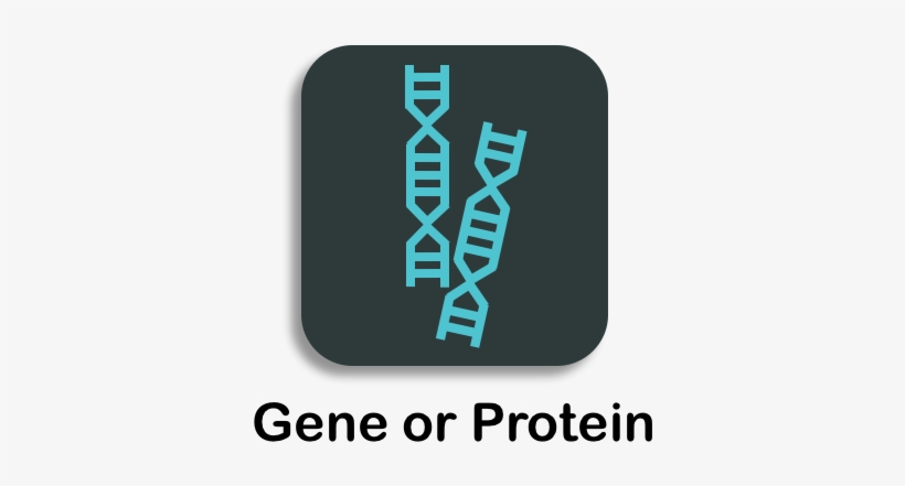Annotating Genes Proteins - Protein, transparent png download