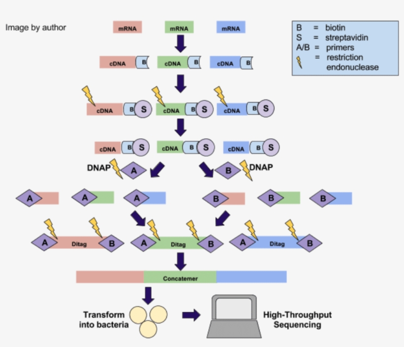 Sage Protocol - Gene Expression Analysis, transparent png download