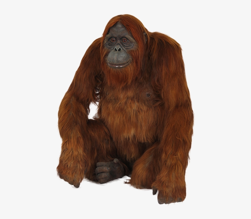 Orangutan Png, transparent png download
