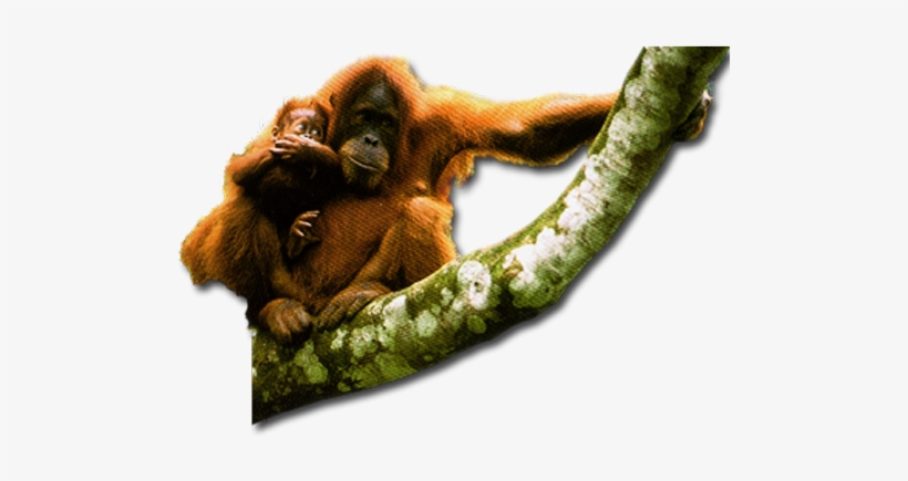 Orangutan Download Transparent Png Image - Orangutan Transparent, transparent png download