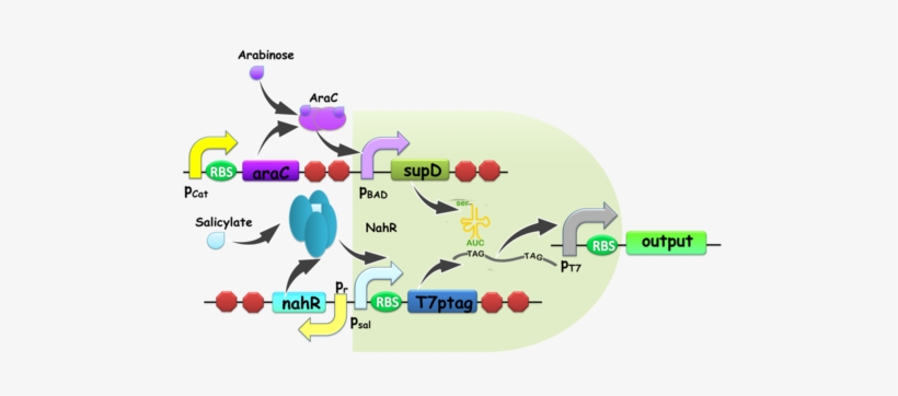 T7ptag Is A T7 Rna Polymerase Gene With Two Internal - Boolean Logic Gate Gene Networks, transparent png download