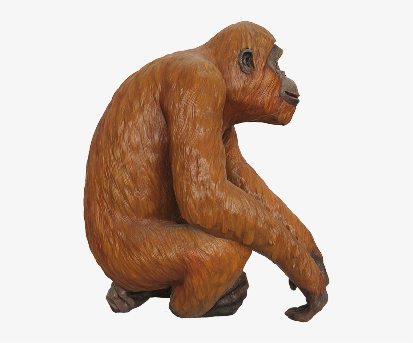 Orangutan-21 - Orangutan, transparent png download
