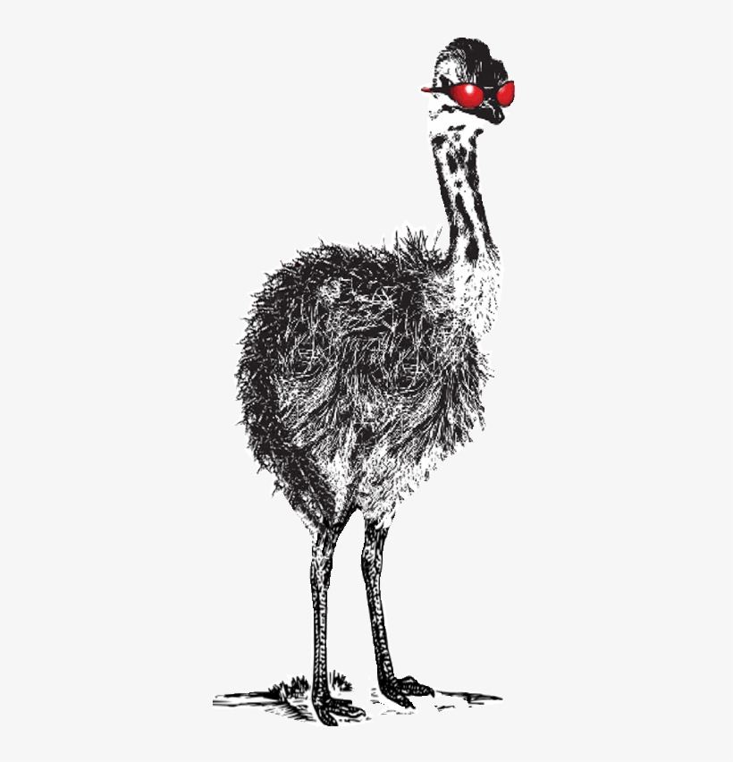 What Our Clients Say - Ostrich, transparent png download