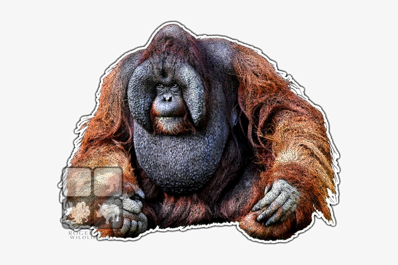 Bornean Orangutan Decal - Orangutan Art, transparent png download