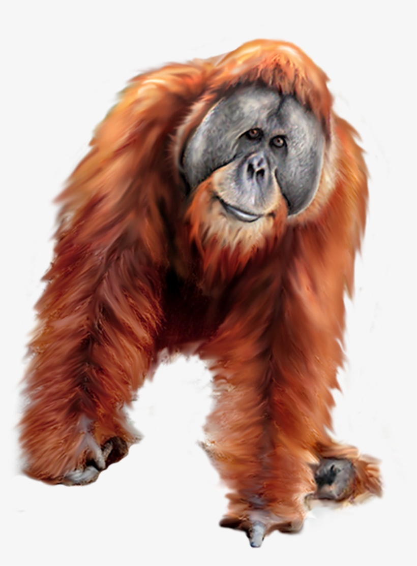 Png Images Orangutan (id 17608) - Orangotango Png, transparent png download