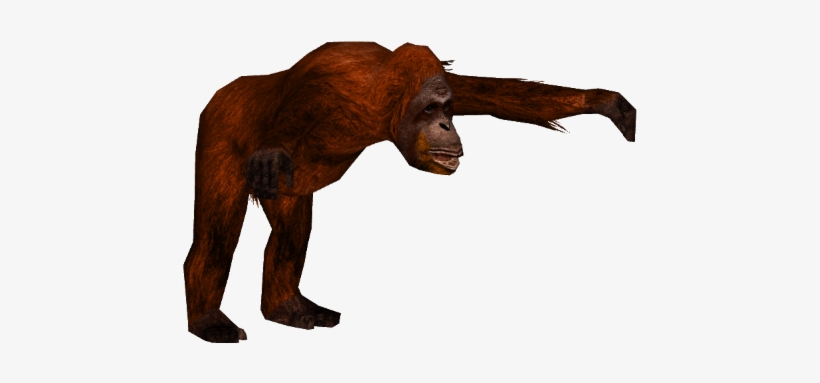 Sumatran Orangutan 2 - Wiki, transparent png download