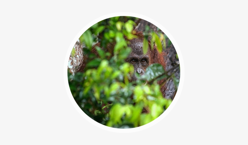 The Tapanuli Orangutan - Bornean Orangutan, transparent png download